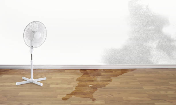 Best Professional water damage repair  in Palm City, FL