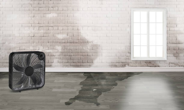 Best Flood damage cleanup  in Palm City, FL